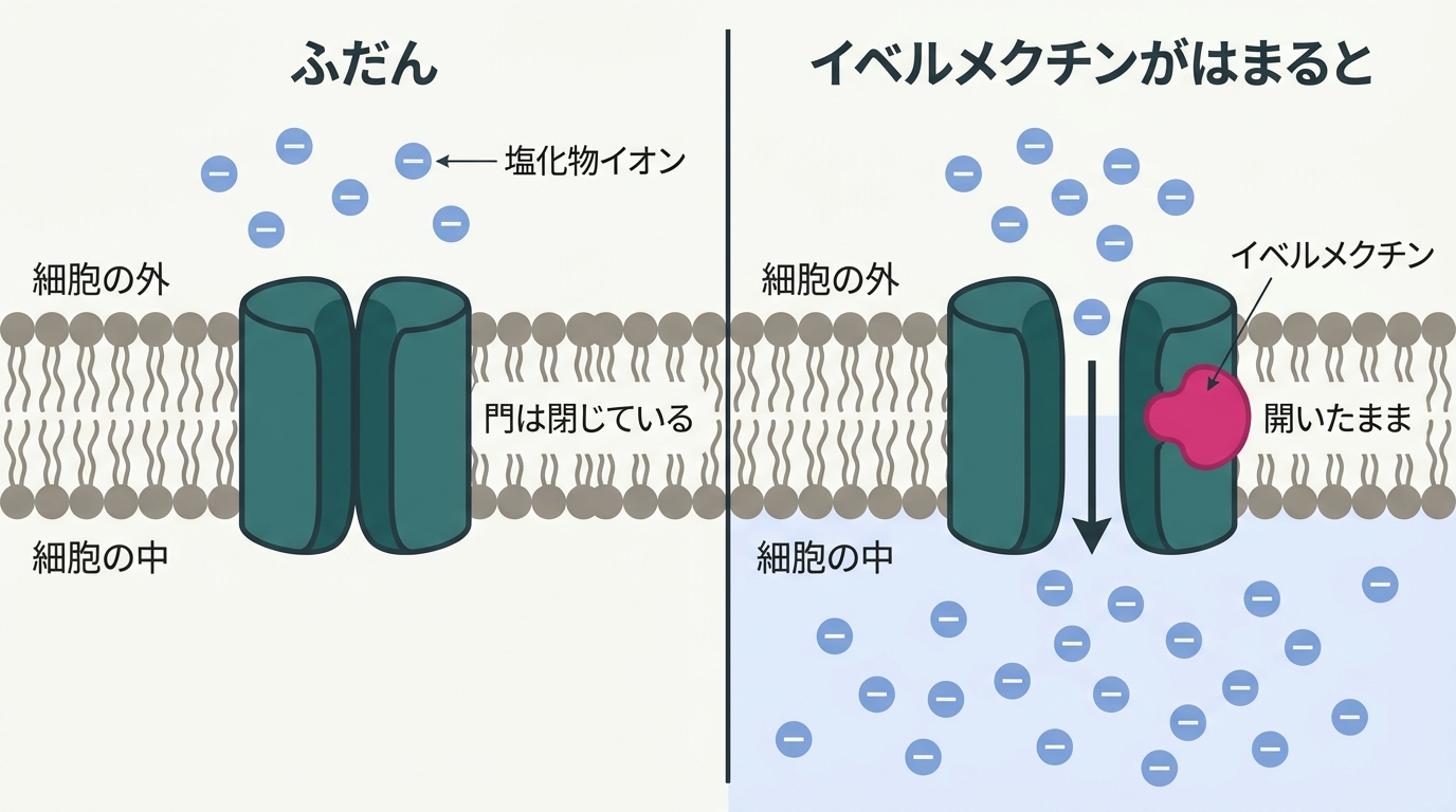 イベルメクチンが塩化物イオンの門にはまり込み、開いたままにする仕組み